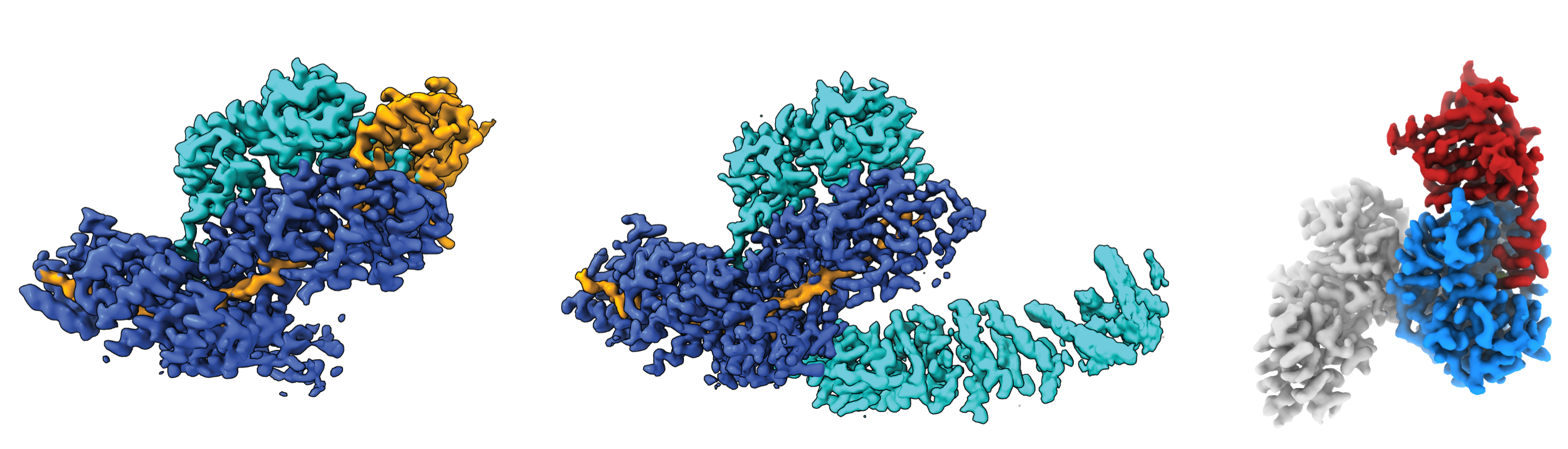 cryoEM structures mRNA decay complexes