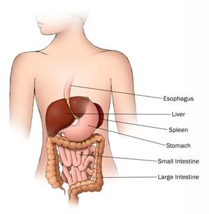 anatomic depiction of the gastrointestinal system