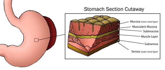 cross-section of the stomach