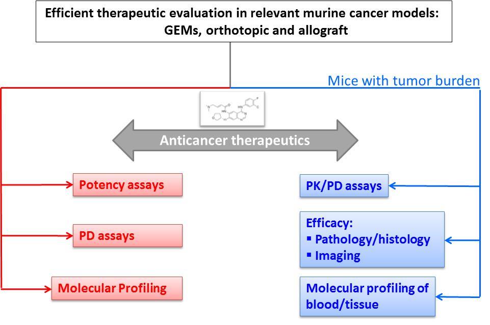 Illustration - Efficient therapeutic evaluation in relevant murine cancer models: GEMS, orthotopic and allograft