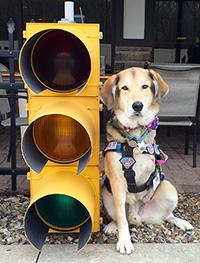 dog with missing leg at traffic light