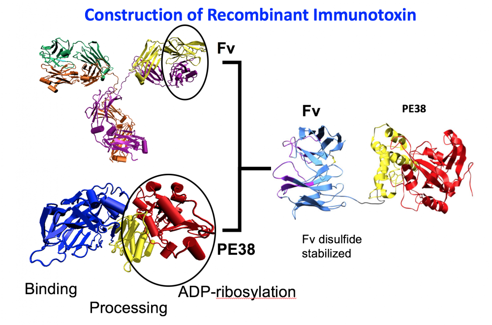 Construction of Recombinant Immunotoxin