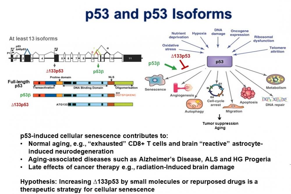 p53 and p53 isoforms