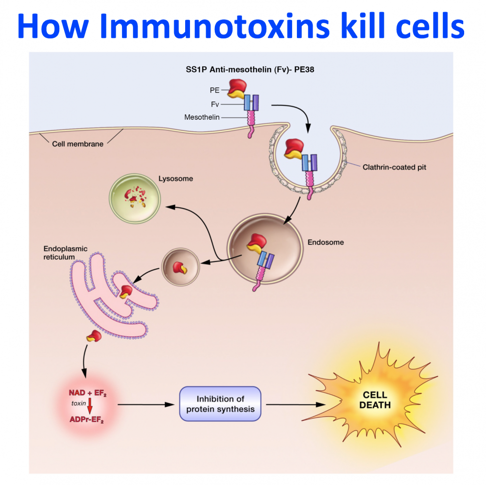 How immunotoxins kills cells