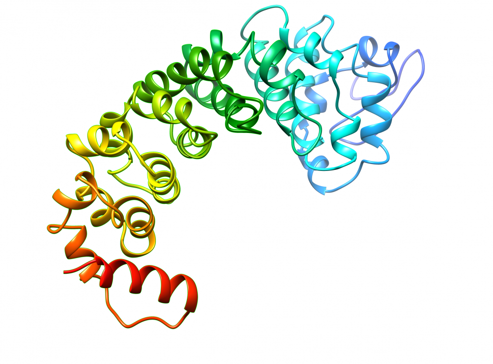 Mesothelin structure model, N terminal in blue and C terminal in red