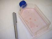 Picture 4 - The fragments are then added to a container, known as a tissue culture flask