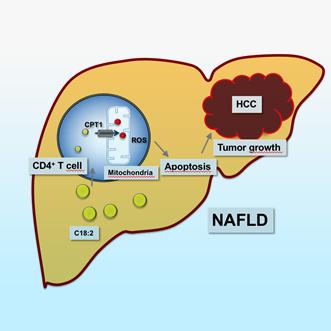 diagram of fatty liver disease