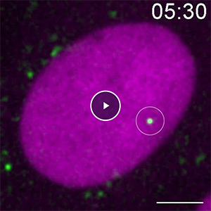Still image of movie S1 from PNAS 117:5486-5493, 2020, showing uncoating of an infectious HIV-1 complex