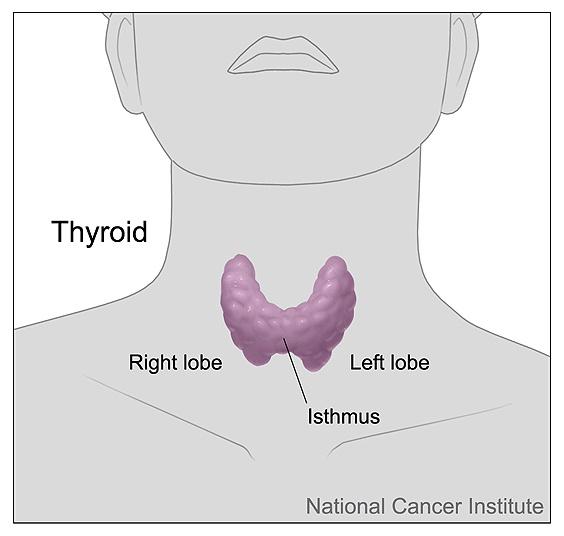 Figure 1. The Thyroid.