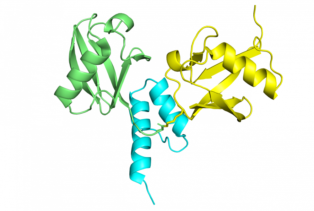 Structure of Myosin VI (1080-1122) in complex with K63-linked diubiquitin.
