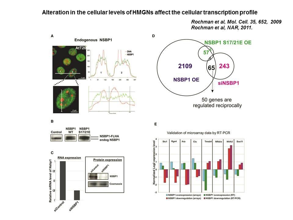 Alteration in the cellular levels of HMGNs affect the cellular transcription profile