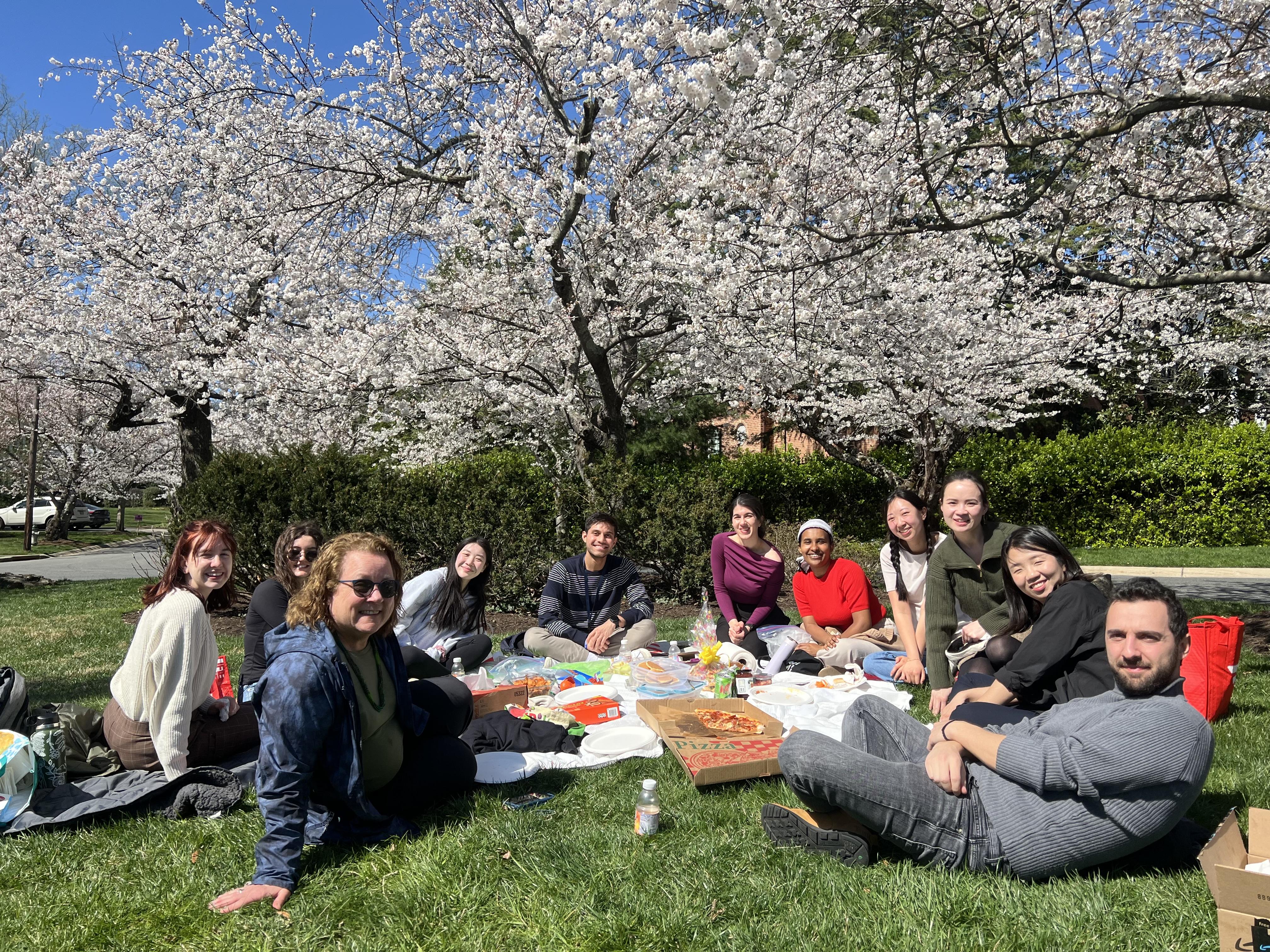 Members of the Thiele Lab sit underneath cherry blossom trees having a picnic