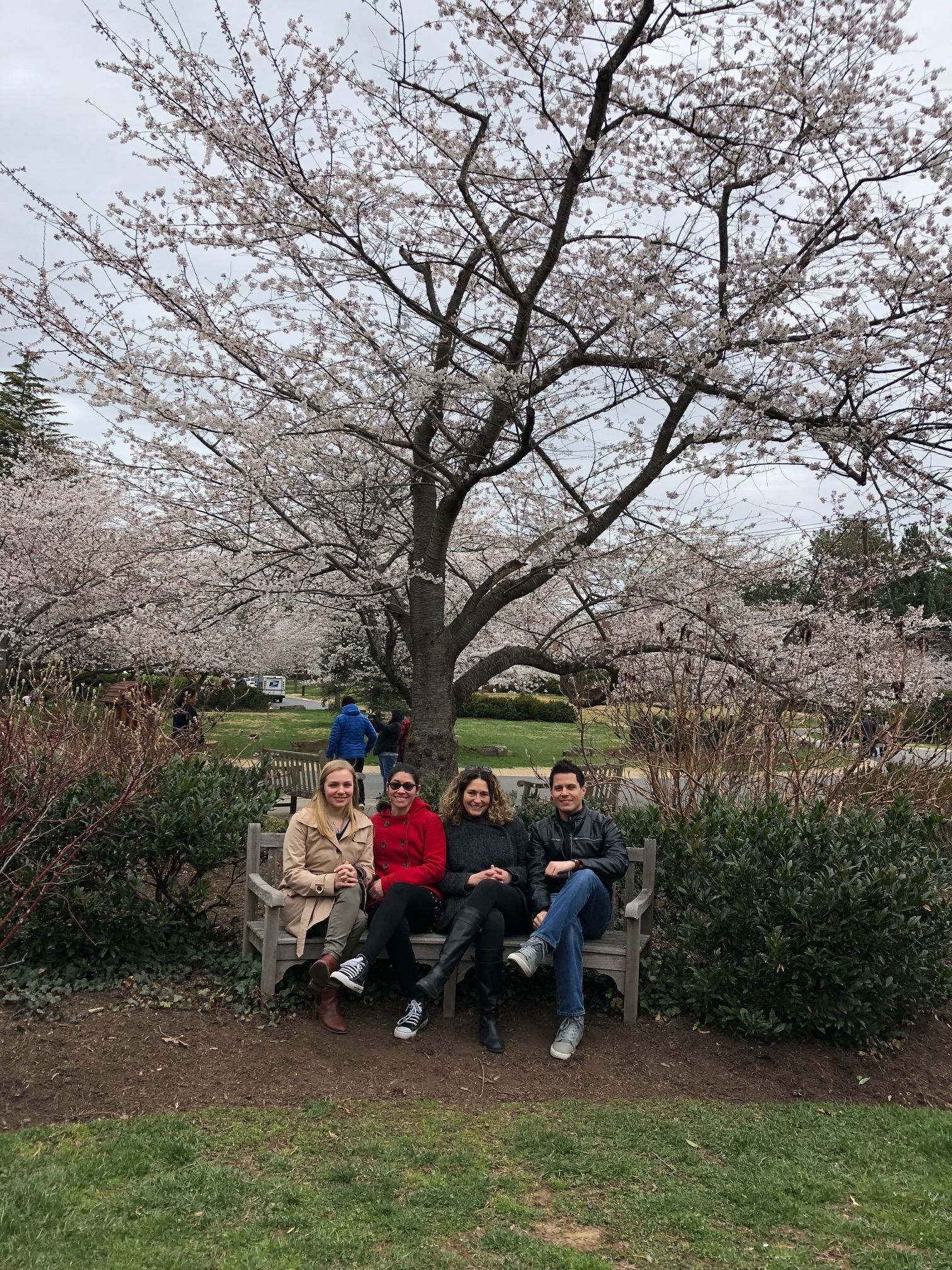 Cherry Blossom 2019