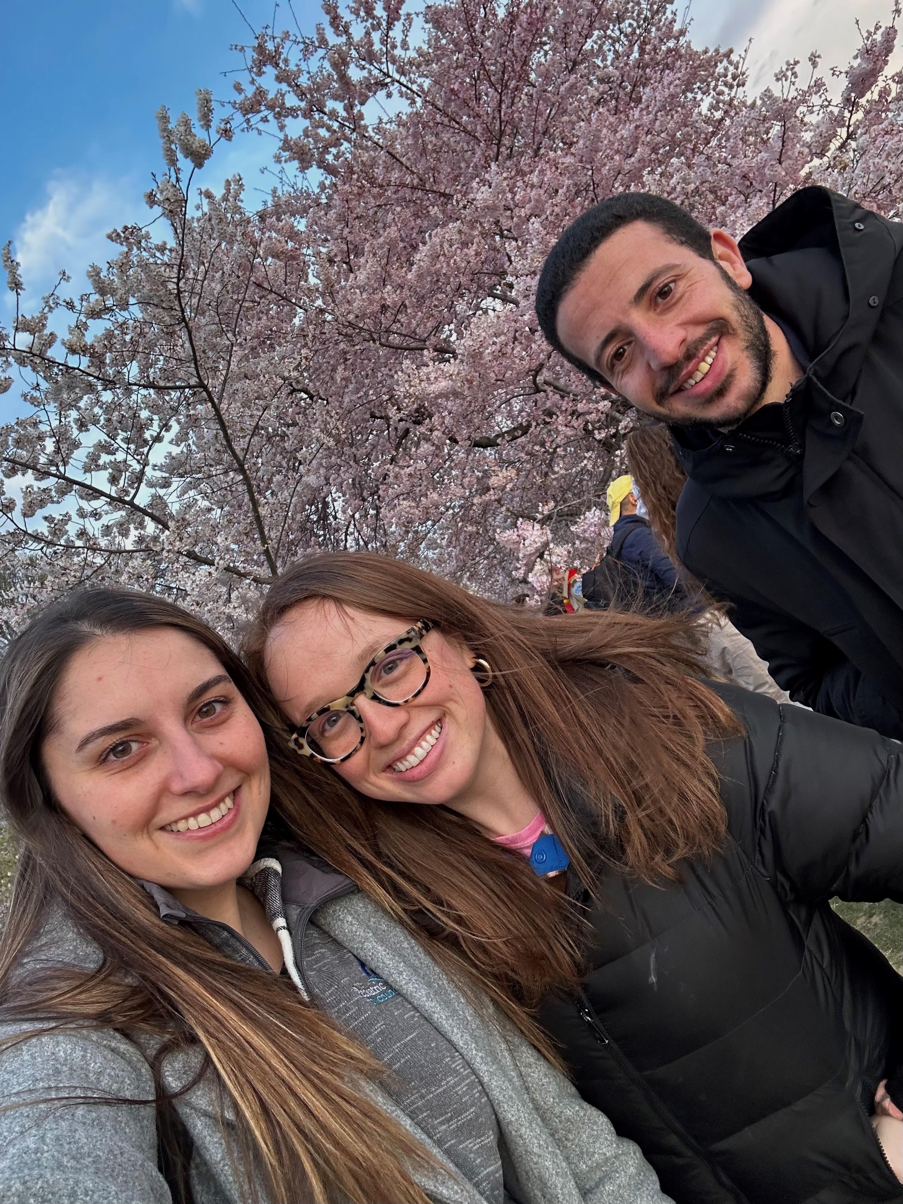 Cherry blossoms, Washington, DC