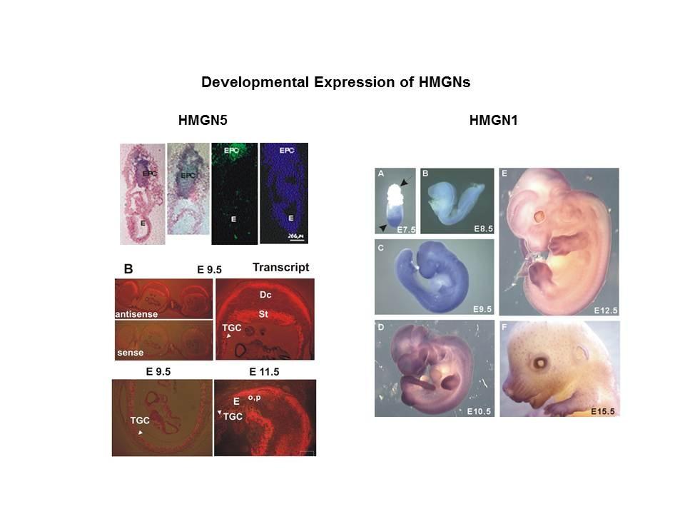 Developmental expression of HMGNs