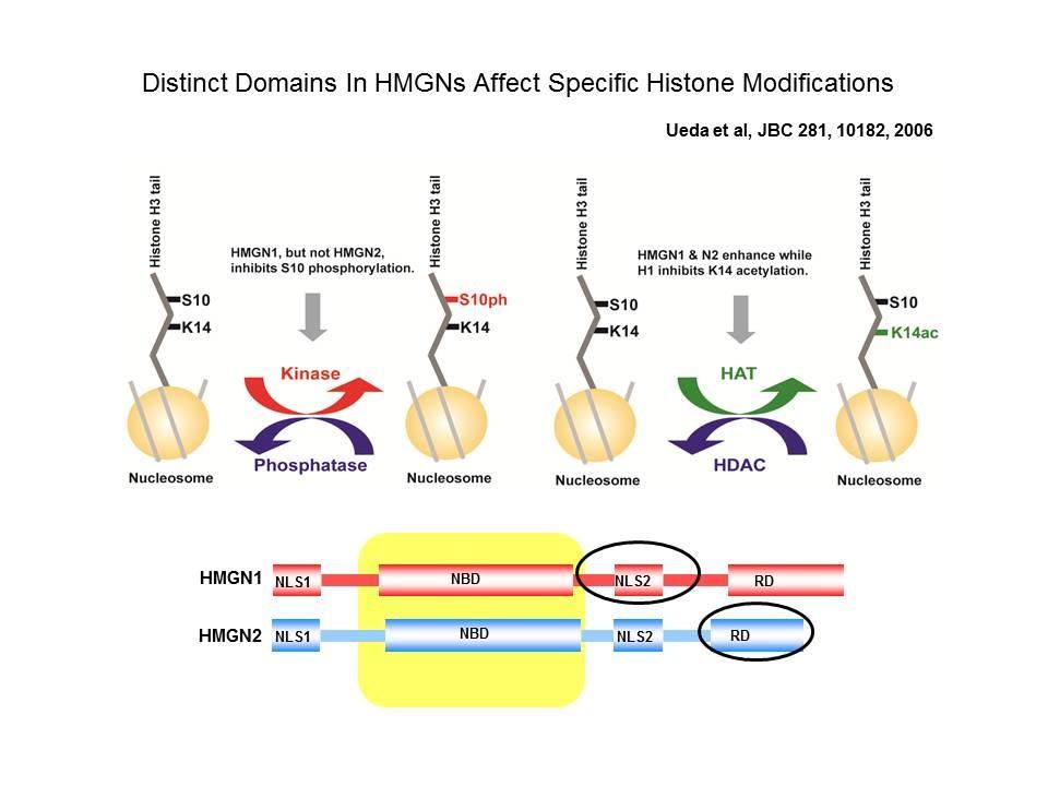 Distinct domains in HMGNs affect specific histone modifications