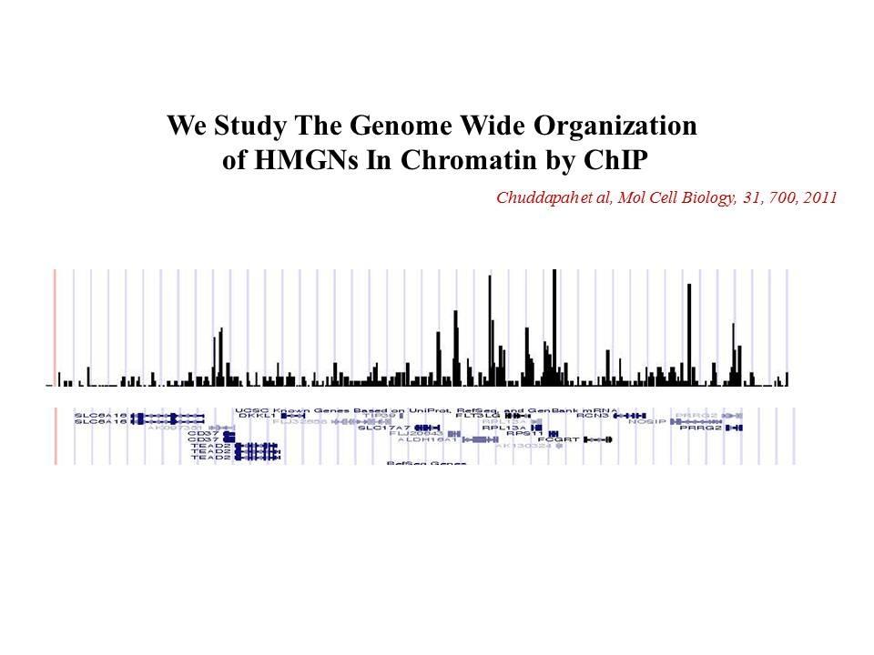 The genome wide organization of HMGNs in chromatin by ChIP