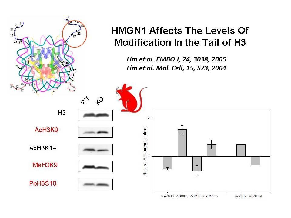 HMGN1 affects the levels of modification in the tail of H3