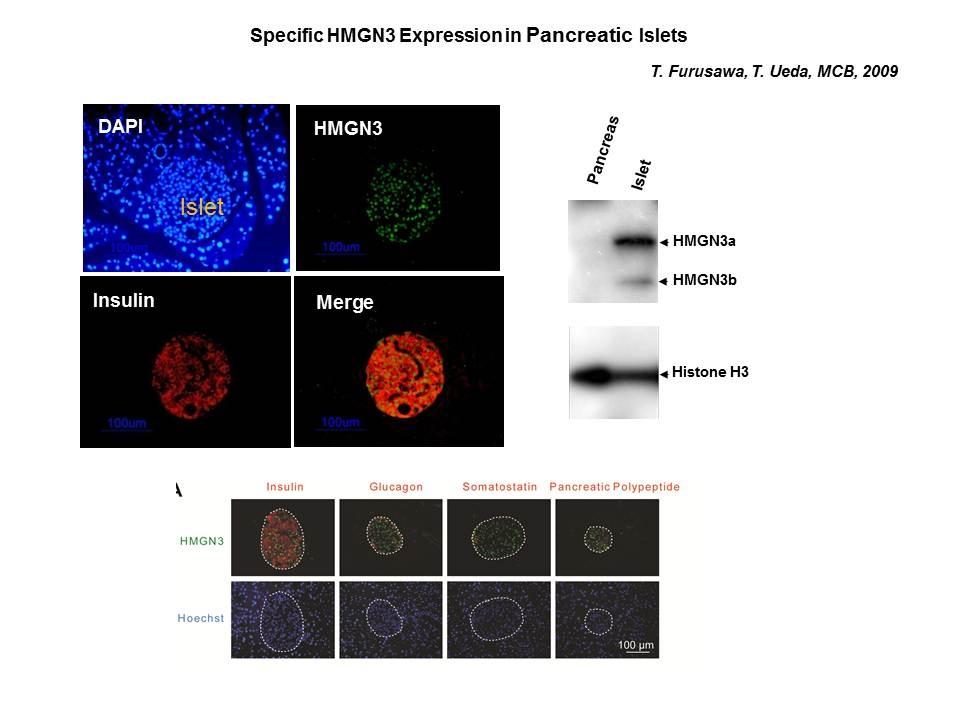 Specific HMGN3 expression in pancreatic islets