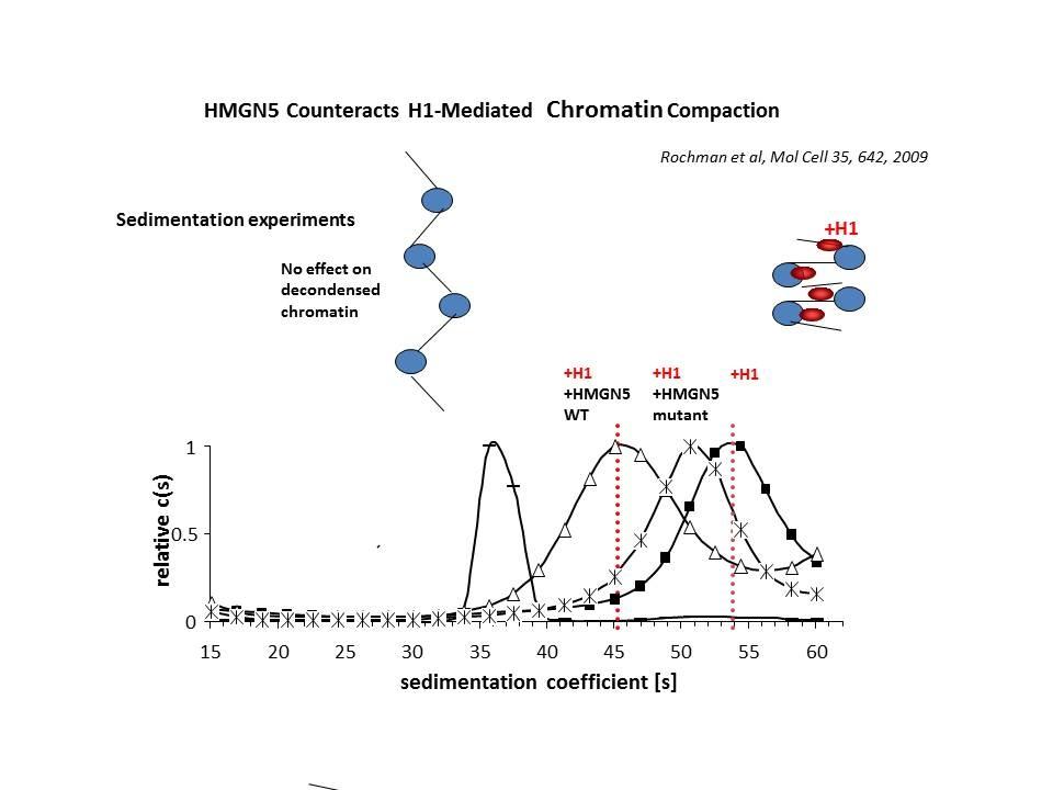 HMGN5 counteracts H1-mediated chromatin compaction