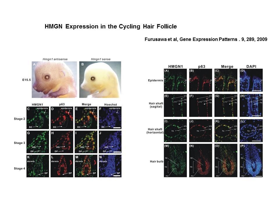 HMGN expression in the cycling hair follicle