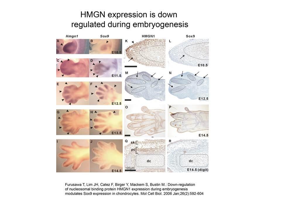 HMGN expression is downregulated during embryogenesis.