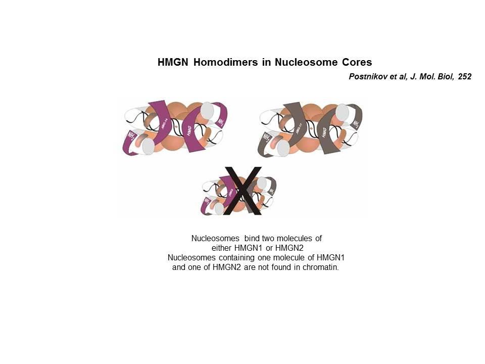 HMGN homodimers in nucleosome cores
