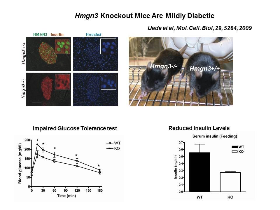 Hmgn3 knockout mice are mildly diabetic