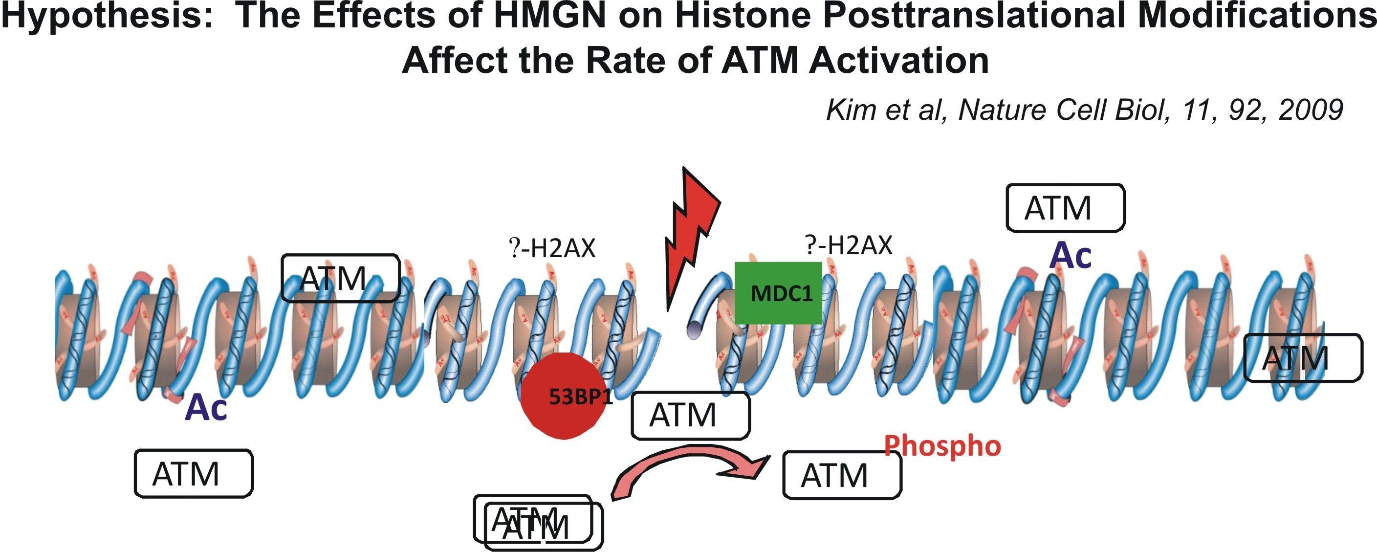 Hypothesis: The effects of HMGN on histone posttranslational modifications affect the rate of ATM activation.