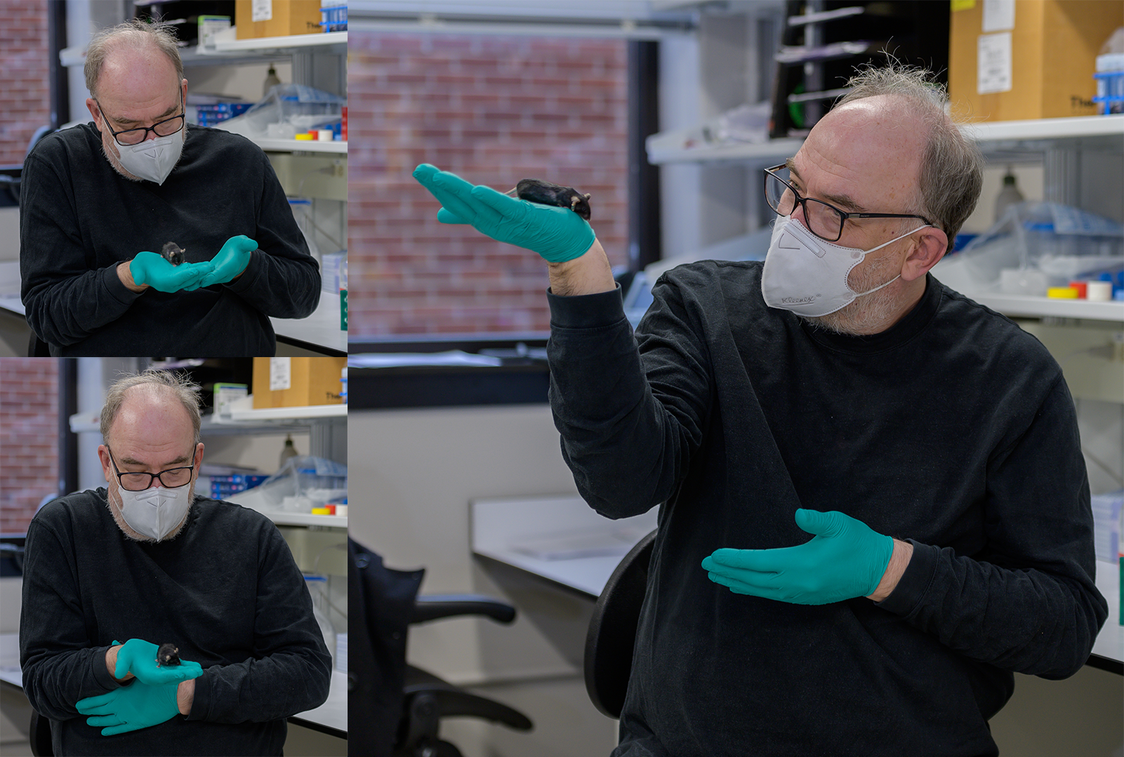 Mark Lewandoski gently studying a lab mouse