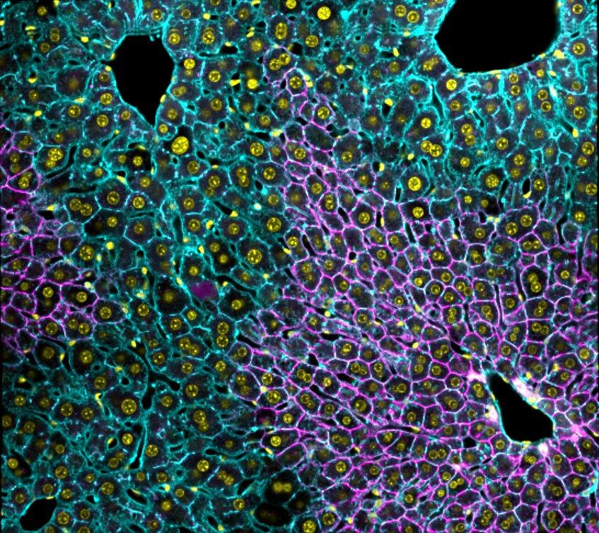 Murine liver section as seen by confocal microscope. Nuclei (yellow) E-cadherin (magenta) Actin (cyan)