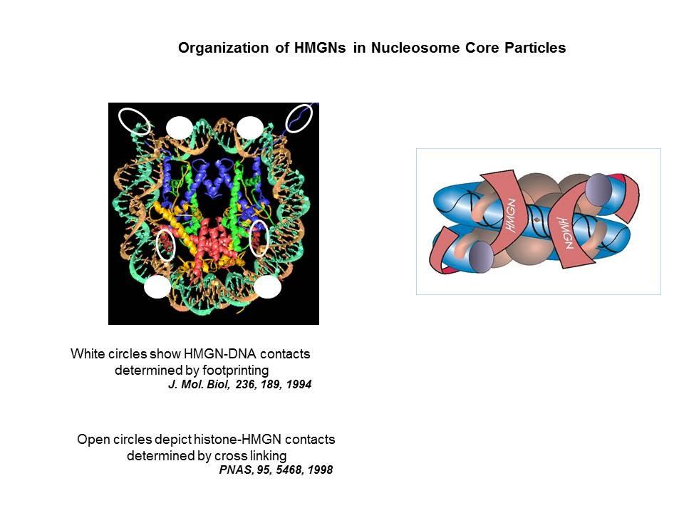 Organization of HMGNs in nucleosome core particles