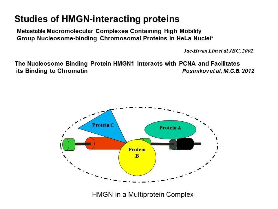 Studies of HMGN-interacting proteins