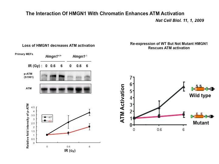 The interaction of HMGN1 with chromatin enhances ATM activation.
