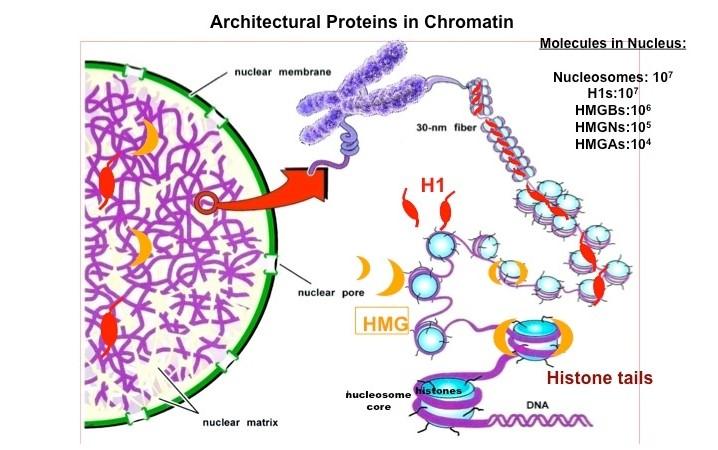 Architectural proteins in chromatin