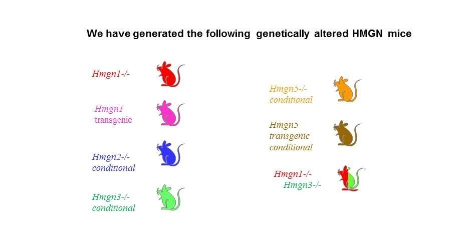 Graphic depicting genetically altered HMGN mice