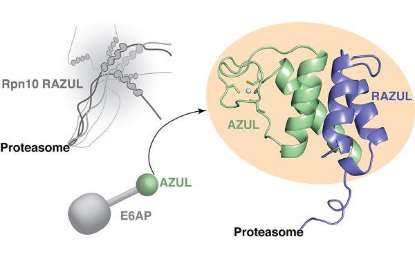 hRpn10 RAZUL recruitment of E6AP to the 26S proteasome