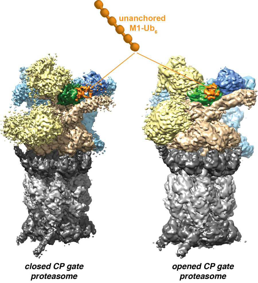 Cryo-EM structures of the 26S proteasome with unanchored M1 ubiquitin.