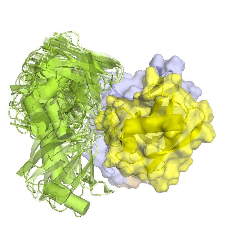 Structure of hRpn2-bound hRpn13 with K48-diubiquitin.