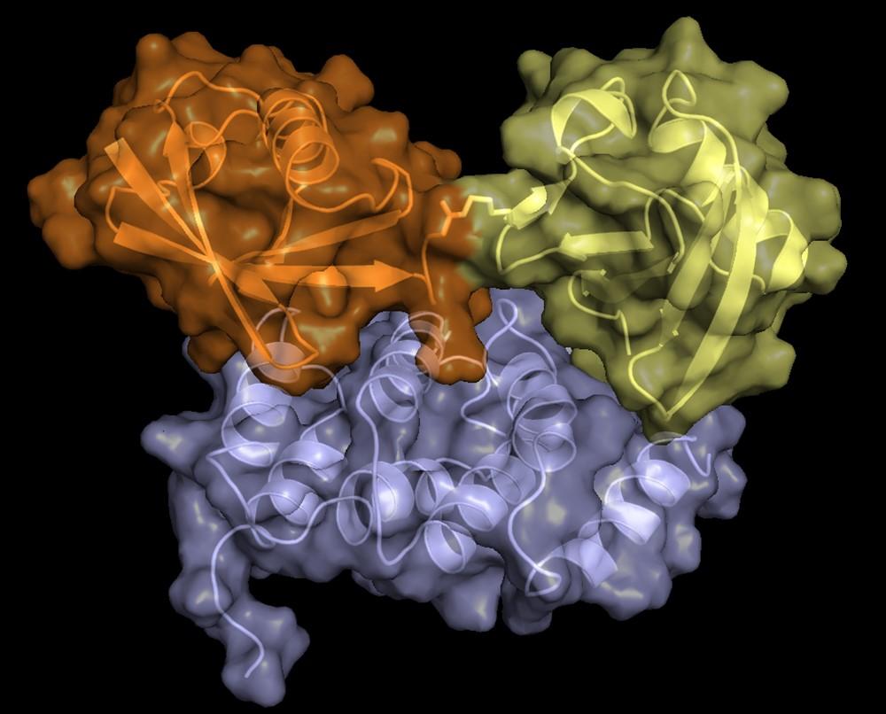 The lowest energy structures of scRpn1 T1 (blue):K48-linked diubiquitin in the extended binding mode.