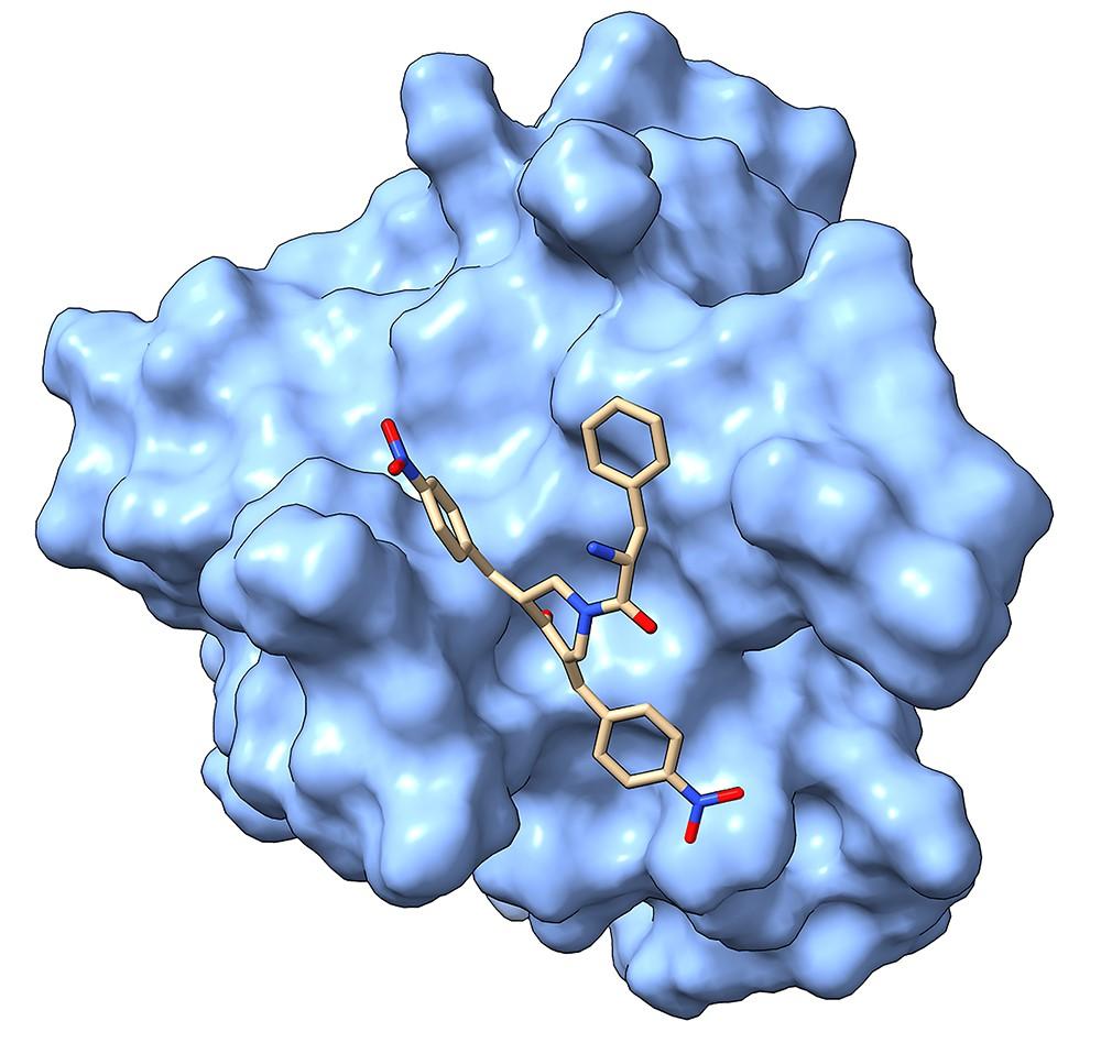 The lowest energy modeled structure for hRpn13 Pru with its inhibitor RA183 adducted.