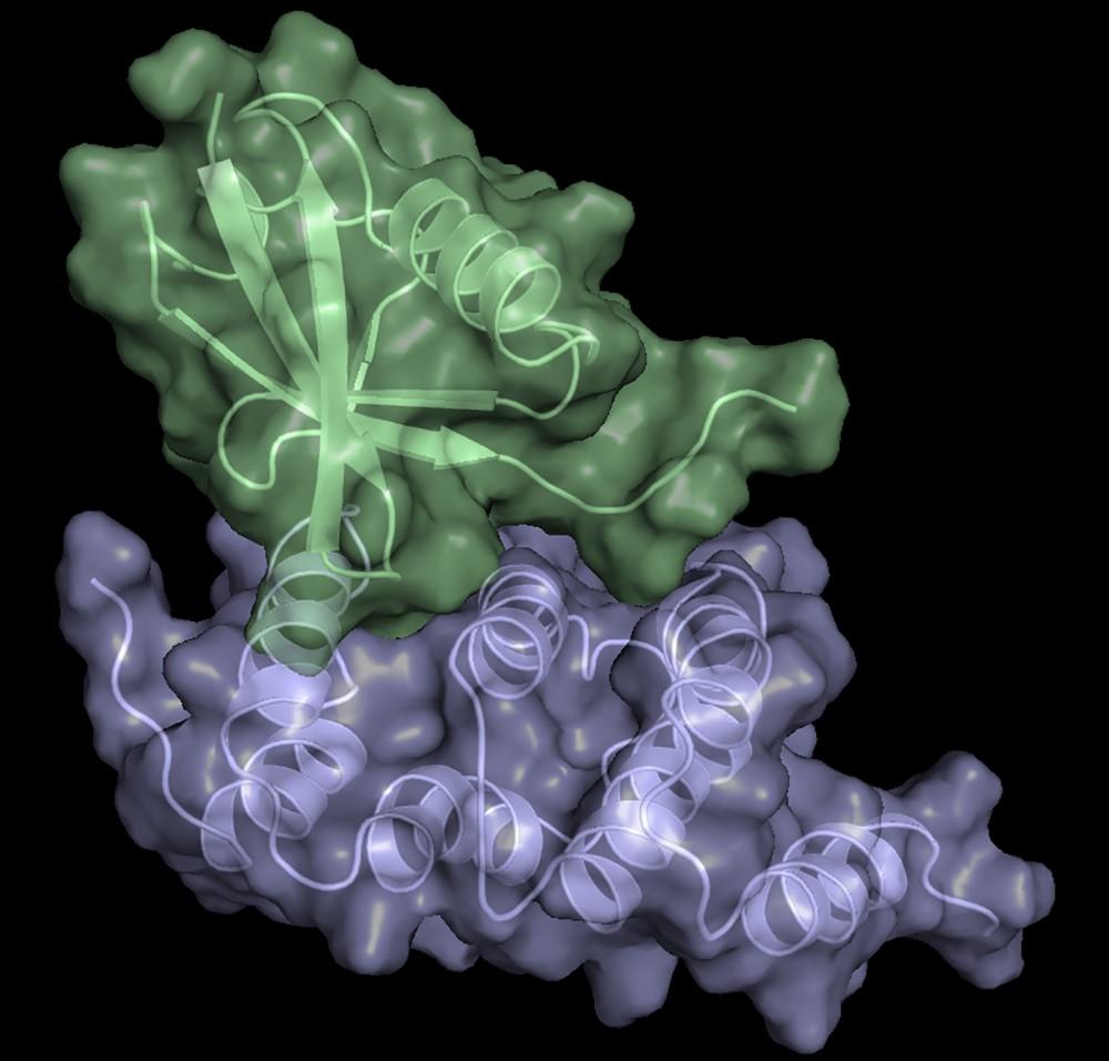 The lowest-energy structure of scRpn1 T1 (blue):scRad23UBL (green).