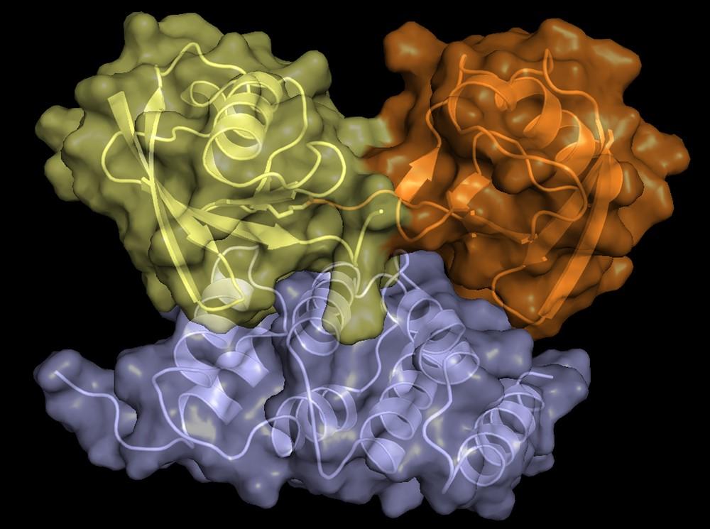 The lowest energy structures of scRpn1 T1 (blue):K48-linked diubiquitin in the contracted binding mode.