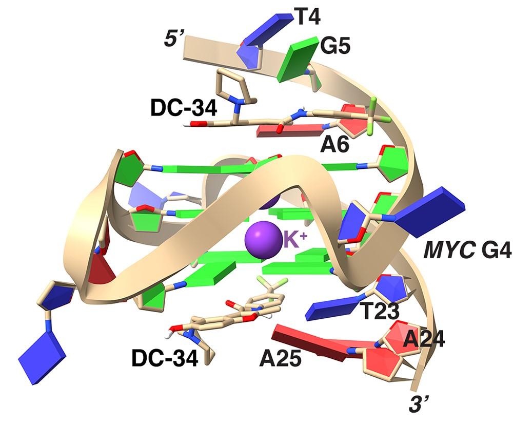 Structure of the DC-34/MYC G4 complex indicates an additional stacked layer at each end and rearrangement of the flanking residue