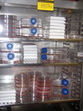 Picture 6 - The inside of a tissue culture incubator