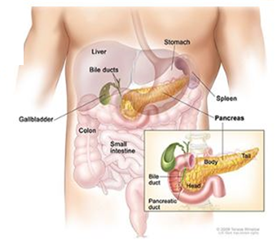 Diagram of the GI tract