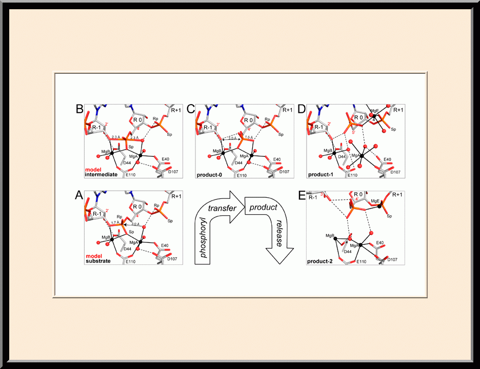 RNase III: Two-Mg-ion Catalysis