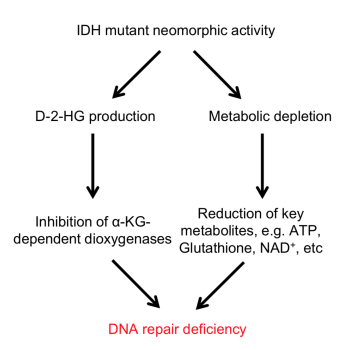 An illustration of the impact of IDH-mutant activity in glioma cells. 