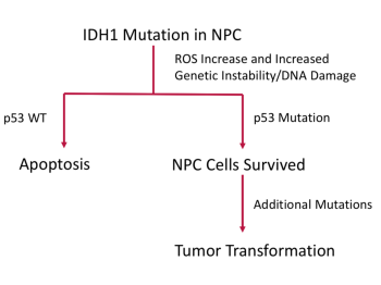 Diagram showing the possible paths an IDH mutation in NPCs can take