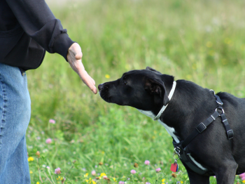 A black dog sniffing a person's reached out hand.